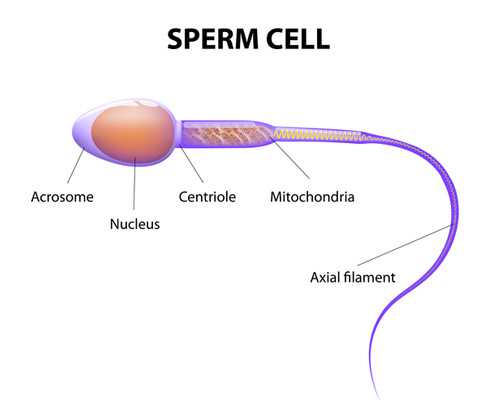 青岛生殖供卵门诊排名,青岛供卵多少钱，青岛慧康医院